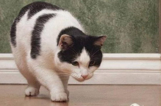 怎么才能和猫打好关系