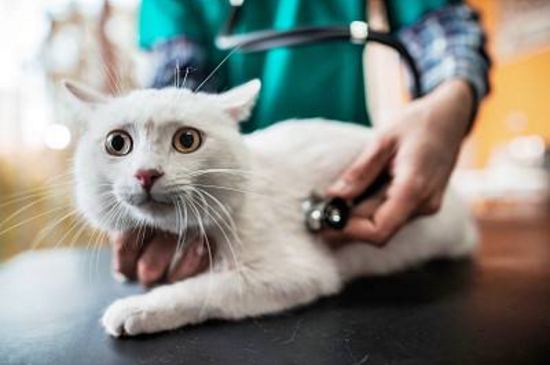 小猫爱放屁很臭怎么办