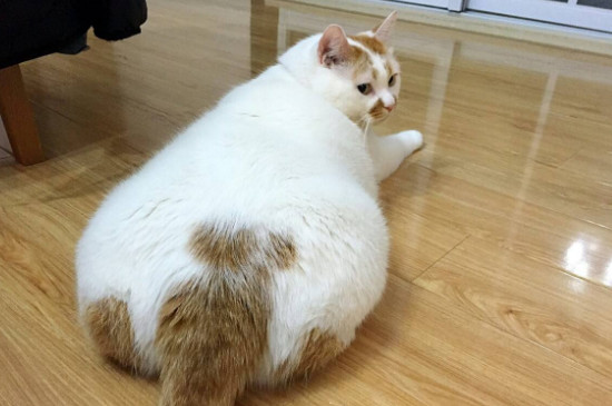 猫屁股对着你是为什么