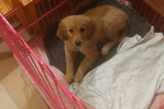 狗耳朵很干净但总甩头怎么回事