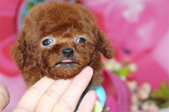 狗狗犬瘟症状，咳嗽吐泻体温升高还会全身抽搐