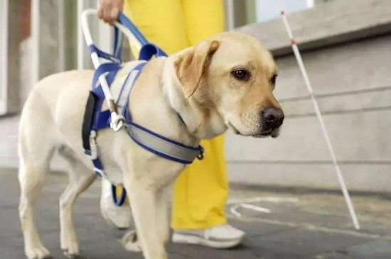 导盲犬怎么分辨红绿灯