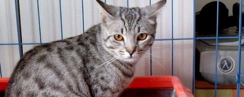 猫拉稀怎么办精神很好