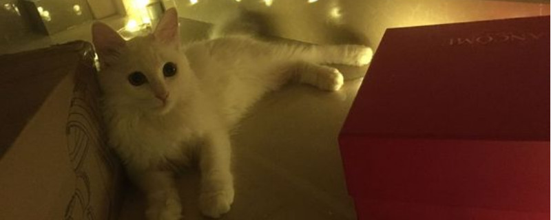 猫咪体外驱虫后吐白沫