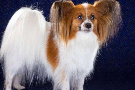 蝴蝶犬多久开始立耳，1～2个月立耳适当补钙能加快速度