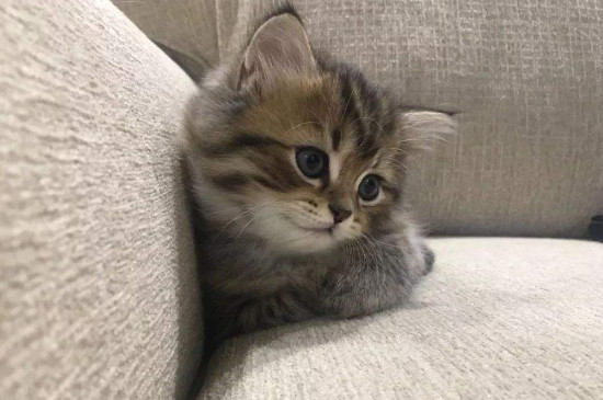猫咪火车托运需要办理什么，猫火车托运需要什么