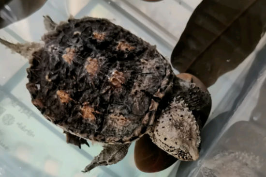 鳄龟临死前的征兆