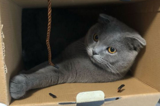 猫张着嘴呼吸急促