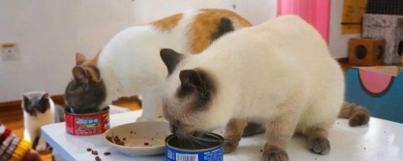 养猫屋子一股味怎么办