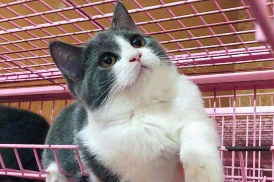 公猫为什么怕母猫