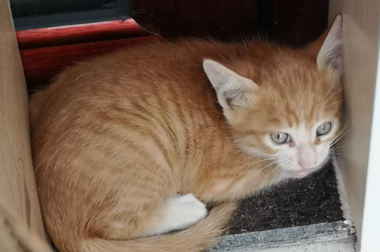 猫口臭怎么治