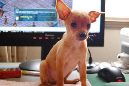 小鹿犬对主人忠诚吗