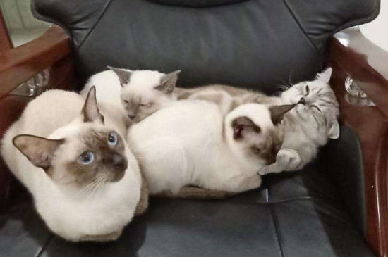 猫嘴巴养叼了怎么办