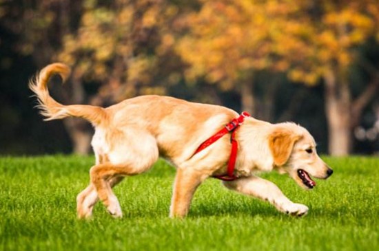 世界十大最受欢迎的狗，全球十大忠诚可爱适合家养的犬种
