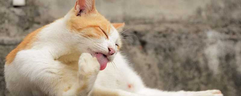猫总吐怎么回事