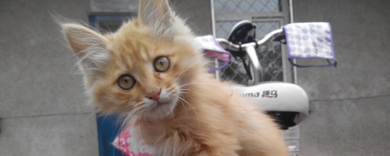 猫拉稀很臭还黄黄的
