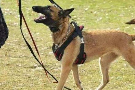 马犬几个月发情一次，每年发情2～3次每次间隔4～6个月