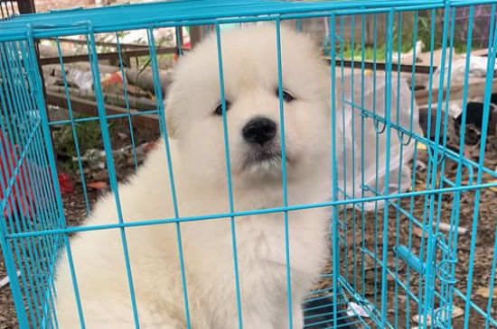 狗狗换主人后的心理