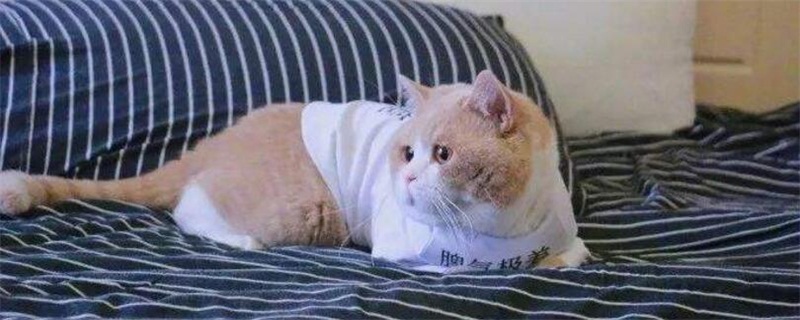 怎么自制猫食