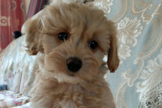 被幼犬牙齿划伤没出血