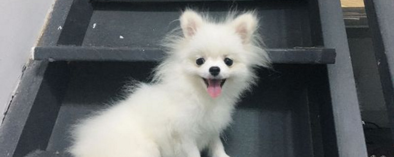 新手如何养博美犬