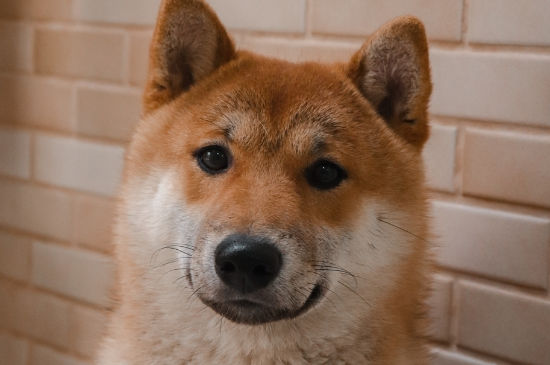 狗狗肚子咕噜咕噜响