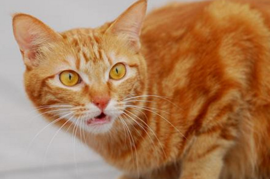 猫为什么扑人