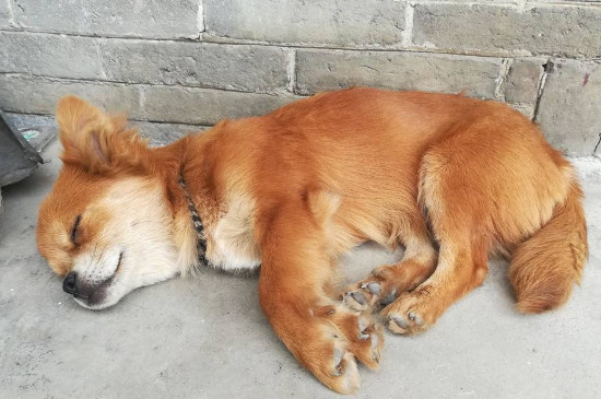两三百块可以买什么狗，可以买到土狗或者串串狗