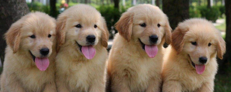 金毛幼犬为什么半夜叫