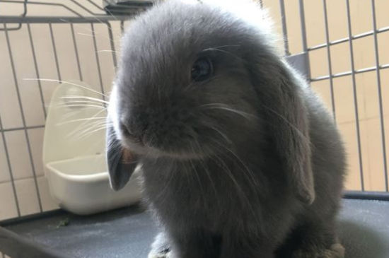 兔子不吃兔粮怎么办