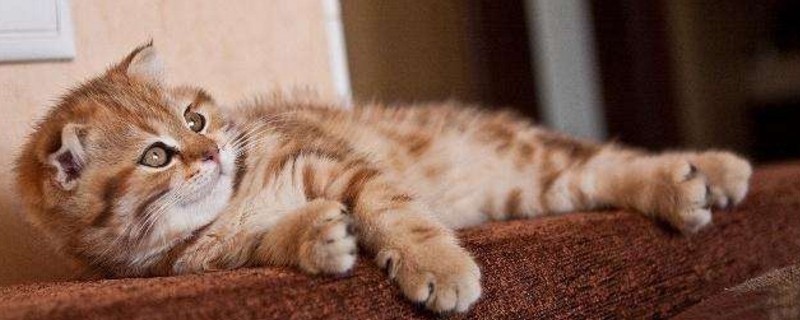 如何去除空气中的猫毛