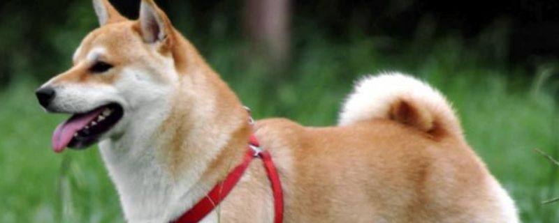 柴犬适合家庭养吗