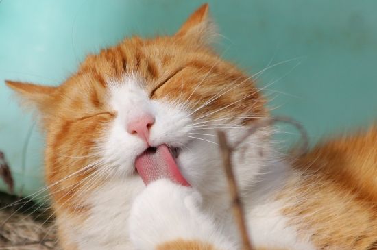 猫故意把大便拉在外面