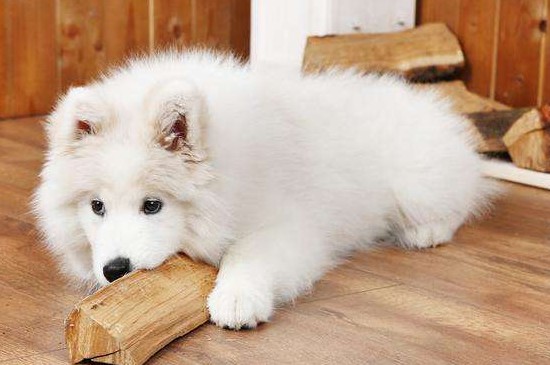萨摩耶公犬发情期症状，会排尿侵占领土还有打斗倾向