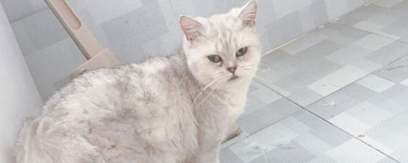 怎么让猫咪不上你的床