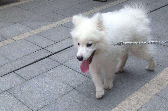 五个月狗狗还是幼犬吗