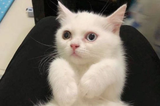 猫能洗澡吗多久洗一次