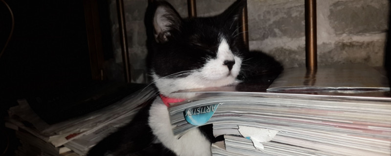 猫跳到人身上代表什么