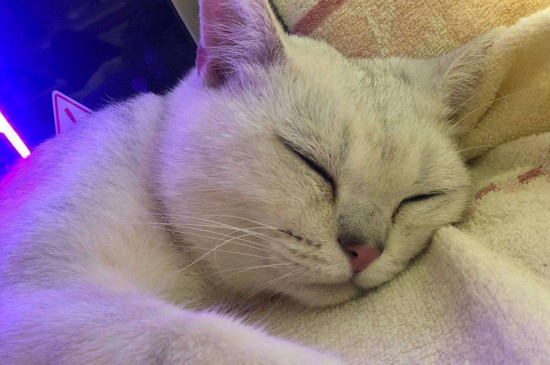 猫的速度是人的几倍