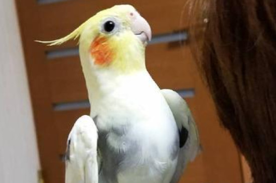 鹦鹉黑便什么原因