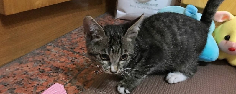 小猫会用猫砂但尿床
