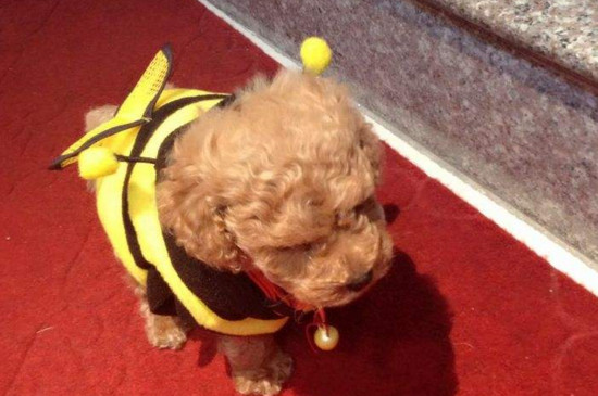 泰迪幼犬拉稀怎么办