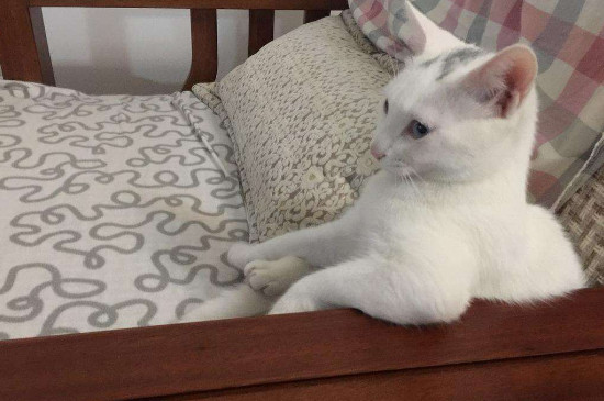 猫咪便秘怎么办，可以喂益生菌蜂蜜水帮助排便