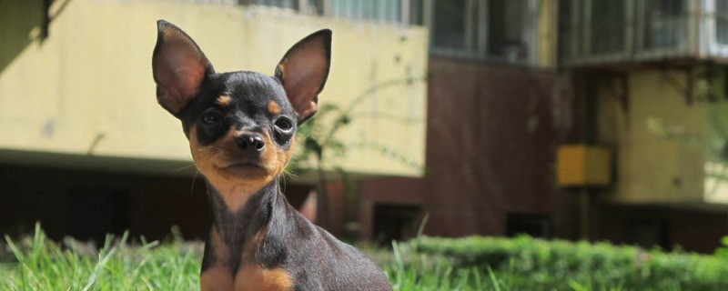 小鹿犬聪明吗