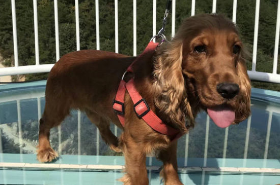 可卡犬缺点