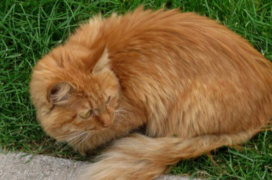 猫咪离开主人会想念吗
