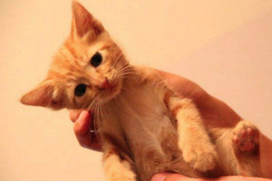 小猫刚到家躲起来