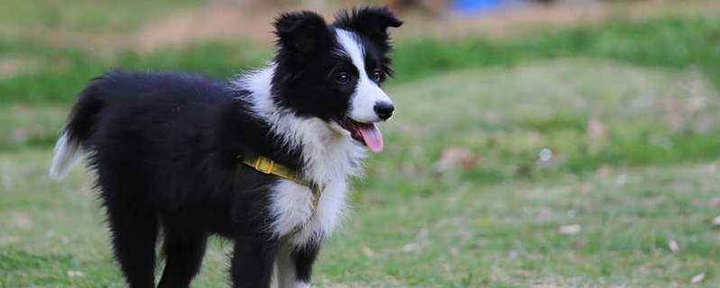 适合城市养的中型犬