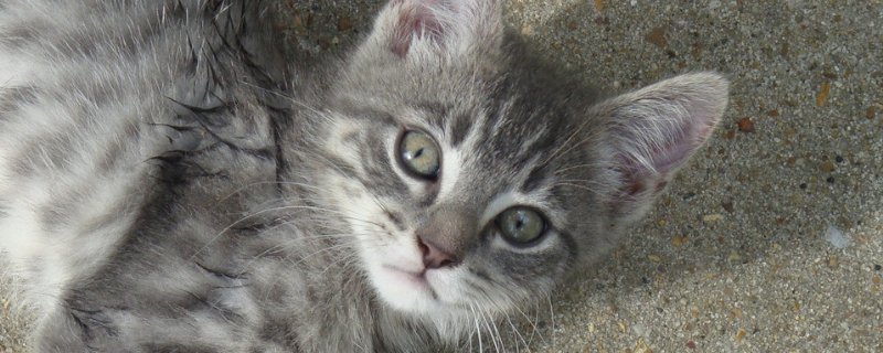 猫猫讨厌主人的表现