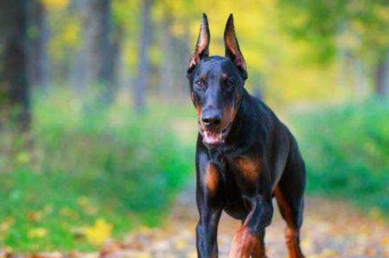杜宾犬和罗威纳哪个好，杜宾犬和罗威纳的三大对比